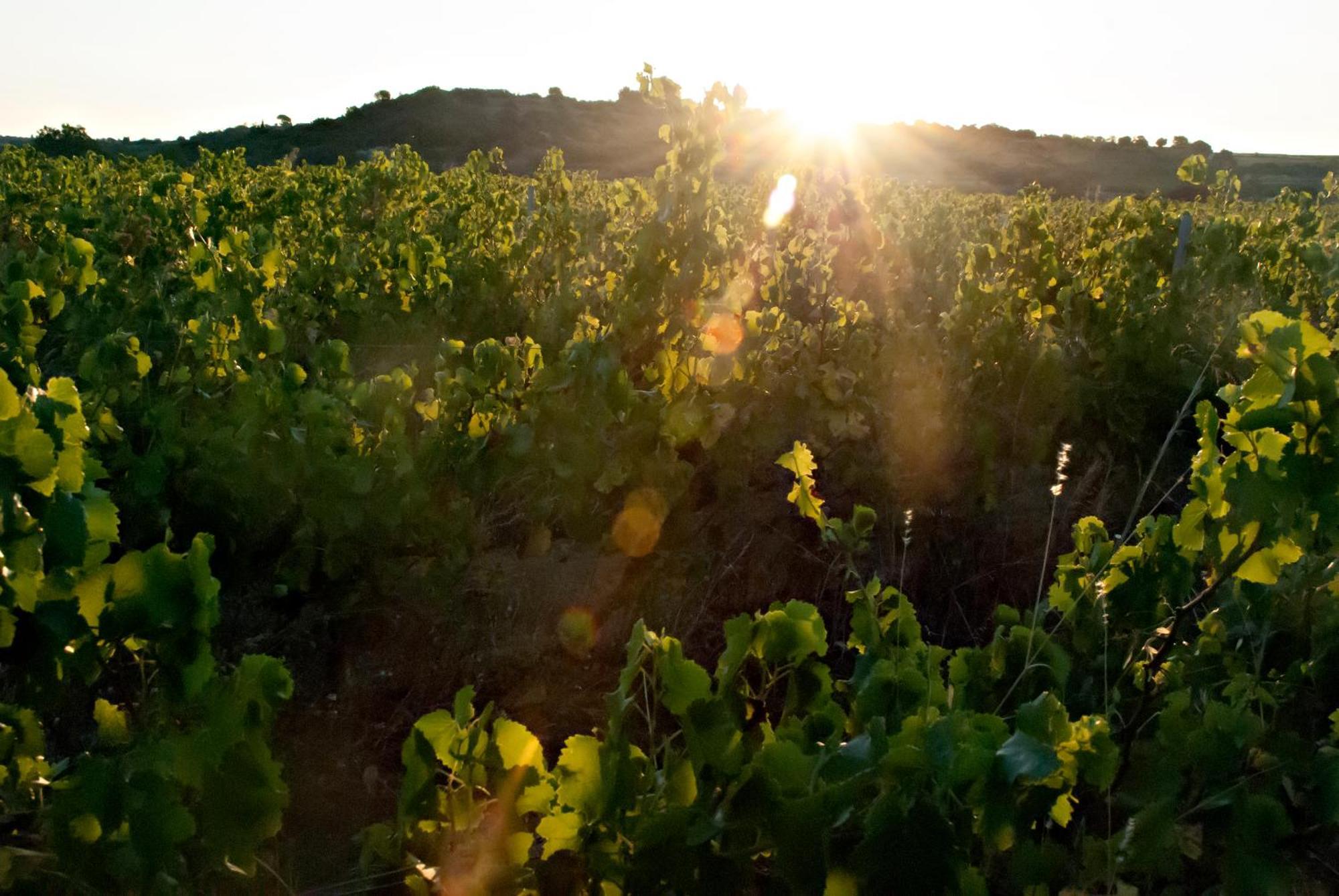 Chartreuse De Mougeres - Caux Pezenas Bed & Breakfast Luaran gambar